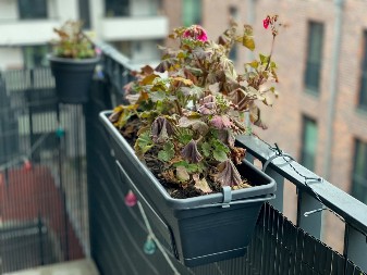 Oporavite uvelo cveće: Poprskajte ga ovim rastvorom, oživeće za nekoliko dana!