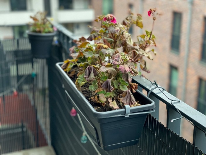 Oporavite uvelo cveće: Poprskajte ga ovim rastvorom, oživeće za nekoliko dana!
