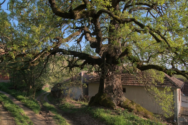 Zasadite sveto drvo: Prema narodnom verovanju svako dvorište treba da ga ima, evo i zbog čega