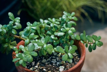 Zalijte krasulu jednom mesečno i očekujte pare: Ovaj voćni sok pretvara drvo sreće u magnet za novac