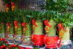 Obavezno unesite ove tri biljke u svoj dom u Novoj godini: Donose sreću, ljubav i prosperitet