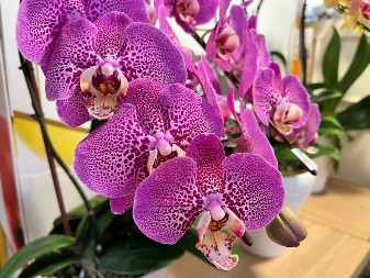 Ovo sipajte orhideji jednom mesečno: Cvetaće kao luda, godinama bez pauze