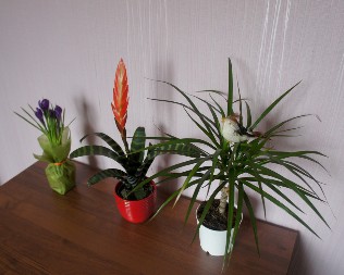 Ne može da ih "ubije" ni totalni početnik: 4 kuće biljke koje uspevaju svakome, vodu ne traže uopšte, a jedna u kuću privlači novac kao luda