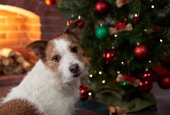 Mogu da se otruju: Ovu prazničnu hranu nikako nemojte davati ljubimcima, izbegnite posetu veterinaru