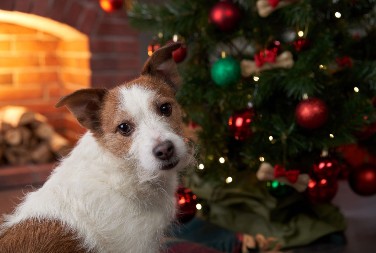 Mogu da se otruju: Ovu prazničnu hranu nikako nemojte davati ljubimcima, izbegnite posetu veterinaru