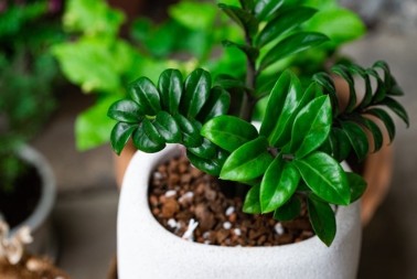 Pelcer ove biljke nabavite u novoj godini: Zeleni magnet za novac cveta i kod lenjih!