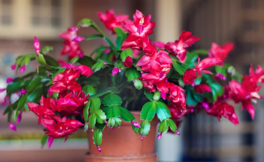 Božićni kaktus donosi sreću: Jedna kašičica ovoga i cvetaće bez prestanka!