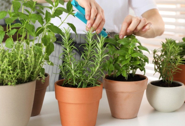 Biljka koju svaka kuća mora da ima: Privlači novac i sreću, a čisti negativnu energiju