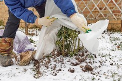 Kako da ruže prežive jake mrazeve bez oštećenja: Ovo nikako ne stavljajte oko ruža zimi