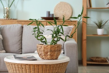 Ako ovu biljku držite u kući, kažu da novac i mir sami dolaze: Za bogatstvo je bitan broj stabljika