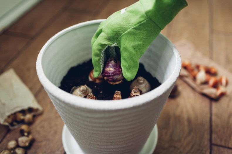 Sadi se već u januaru i februaru, nema više šta da čekate: Ovo cveće usepeva u zimu, ništa mu ne smeta hladno vreme