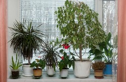 Stiže novi minus, evo kako da to prebrode: Kako da sobne biljke prežive pad temperature, treba uraditi ovo