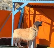 Zlatni retriver rasplakao milione: Njegova reakcija kada nanjuši dragu osobu topi i najtvrđa srca