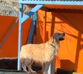 Zlatni retriver rasplakao milione: Njegova reakcija kada nanjuši dragu osobu topi i najtvrđa srca