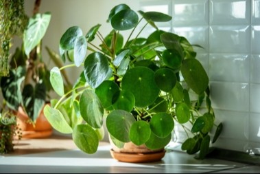 Uspeva samo dobrim ljudima: Veruje se da, kada ovu biljku stavite na prozor, počinje bolji život