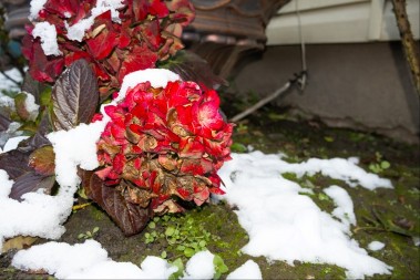 Padne temperatura, padne sneg, mraz, ma šta god — izdržaće sve: Ovo je cveće kojem zima ne može ništa, obratite pažnju!
