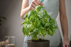 Tera lošu energiju i donosi sreću: Ako vam ništa ne ide u životu, posadite ovu biljku