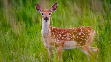 ,,Bambi" vam upao u dvorište? Moguće da su jelenu 3 stvari privukle pažnju