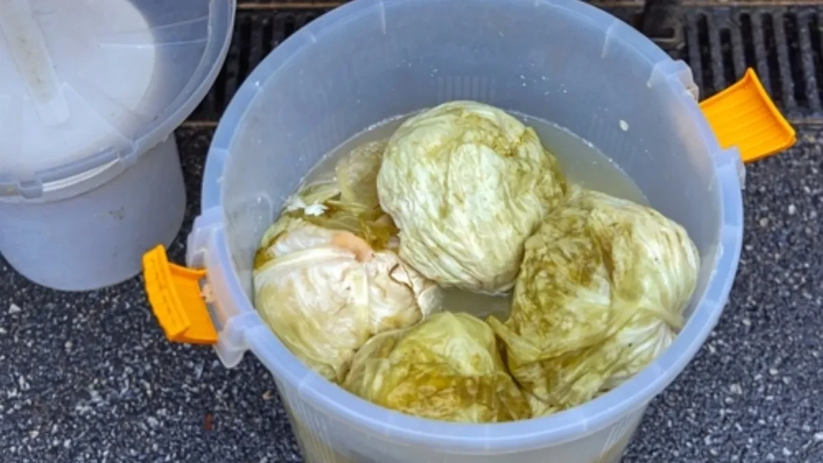 Koliko soli staviti na 10 l vode za kiseli kupus: Evo prave količine za odličan rasol