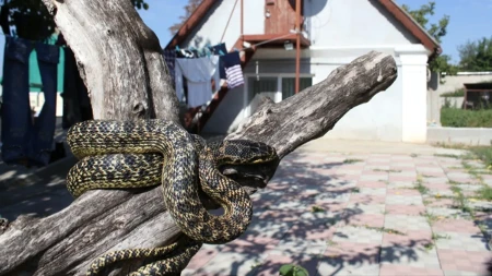 Zmije ulaze u kuću kad zahladi: Kriju se na ovom mestu, a tu niko ne gleda!