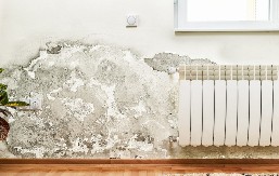 Buđ na zidu mi se više ne javlja: Stavila sam ovo u svaku sobu i vlaga je nestala