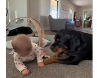 Pas imitira bebu, ljudi crkli od smeha: Snimak koji je raznežio i nasmejao milione!