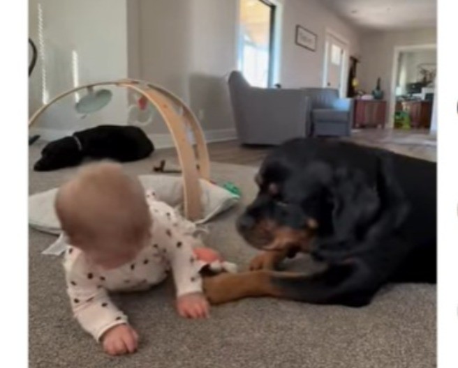 Pas imitira bebu, ljudi crkli od smeha: Snimak koji je raznežio i nasmejao milione!