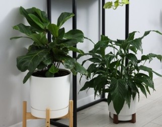 Ima da se sija kao dijamant: Kako da osvežite listove cveća, treba vam samo jedna namirnica od 60 dinara 