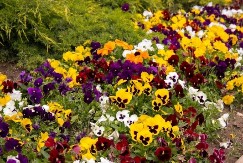 Posadite ih sada u kući i početkom proleće bašta će vam eksplodirati u hiljadu boja: Ovih 5 biljaka daje najranije cvetanje