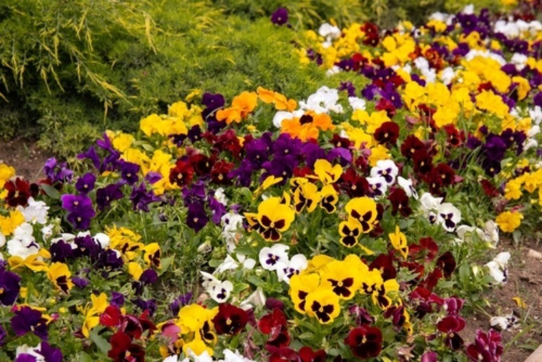 Posadite ih sada u kući i početkom proleće bašta će vam eksplodirati u hiljadu boja: Ovih 5 biljaka daje najranije cvetanje