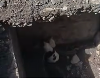 Kuce upale u odvod: Bespomoćno su drhtale od straha, ali imale su sreću jer se iznenada pojavio on