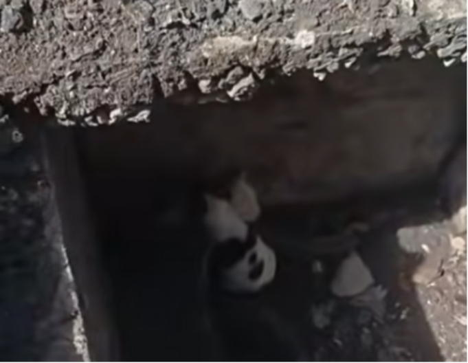 Kuce upale u odvod: Bespomoćno su drhtale od straha, ali imale su sreću jer se iznenada pojavio on