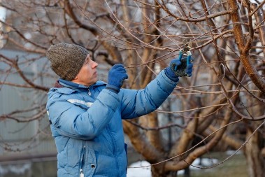 Nije baš da nema posla, obratite pažnju na ovih 5 stvari! Uđite u baštu tokom februara, ovo morate uraditi, na proleće ima sve da raste kao iz vode