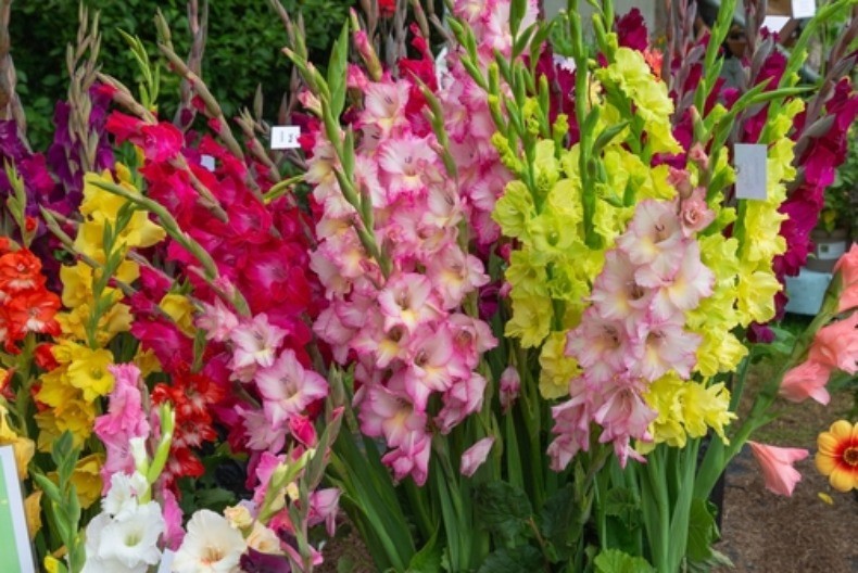 Evo kako da vam gladiole dostignu i do 2 metra! Ceo komšiluk biće ljubomoran na vašu baštu