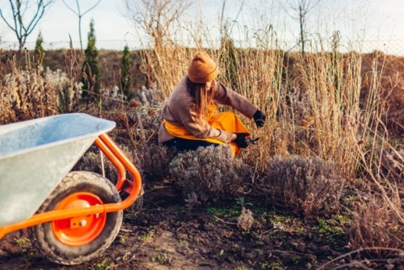 Ne secite ukrasne trave dok ovo ne pročitate: Jedna greška zaustaviće zdrav i bujan rast u proleće