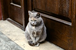 Mačka vam je sela pred vrata? To nije slučajno, evo kakvu poruku vam donosi
