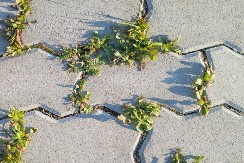 Korov oko staze nestaje za 24 sata: Sipajte ovo na korov i gledajte kako se suši