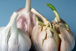 Profesionalni kuvar otkriva: Evo može li da se jede proklijali beli luk, o jednoj stvari morate voditi računa