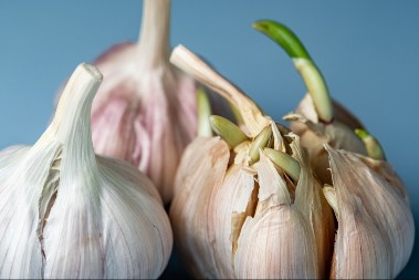 Profesionalni kuvar otkriva: Evo može li da se jede proklijali beli luk, o jednoj stvari morate voditi računa