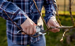 Februar odlučuje sudbinu vaše bašte: Ova 2 posla obavezno završite do kraja meseca