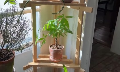 IMATE JE U KUĆI, A NOVCA NEMA? Ova biljka važi za magnet za pare – ali 90% ljudi je drži POGREŠNO