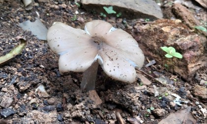 Jedna vrsta snižava šećer, druga umanjuje stres, a treća... 5 najzdravijih vrsta gljiva koje Srbi i Srpkinje retko jedu