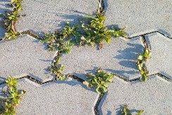 Nikakve jake hemikalije, samo ove namirnice iz kuhinje: Evo kako da uništite korov, ovo ga skroz spaljuje