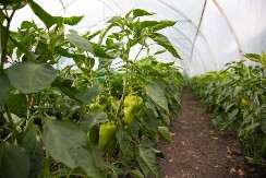 Najlon čarape u bašti, e ovo još niste probali: Paprike zbog njih niču kao lude, budu teške i mesnate