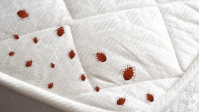 Stenice mrze ovaj miris: Sprej od 2 sastojka ih tera iz kuće