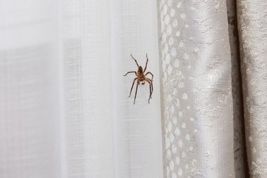 Kako se rešiti paukova: Stavite ovu voćku u ćoškove i otarasite se dosadnih napasti