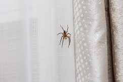 Kako se rešiti paukova: Stavite ovu voćku u ćoškove i otarasite se dosadnih napasti