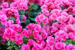 Cveće koje tera svađu, a privlači sreću: Sve bake su ga gajile i verovale u njegovu moć