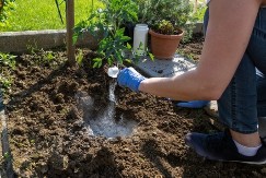 "Tako me je naučila strina": Ovako posađen paradajz daje krupan rod i ne oboljeva