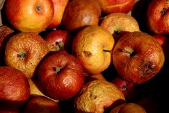 Izgledaju loše, a zapravo su zlato: Stare jabuke mogu pomoći srcu i probavi više nego sveže